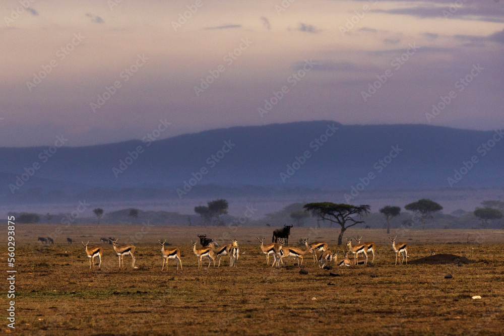 Herd of Thomson's gazelles at dusk in the Maasai Mara