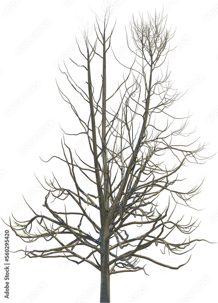 Obraz premium Tree branch cutout