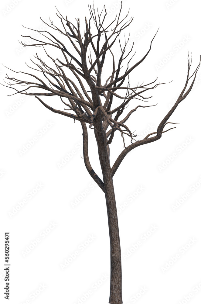 Obraz premium Tree branch cutout