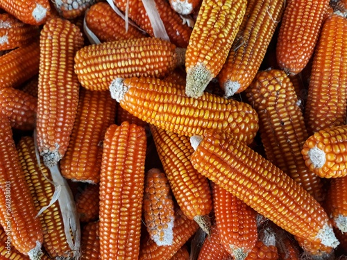 Close up bunch of yellow corn harvest