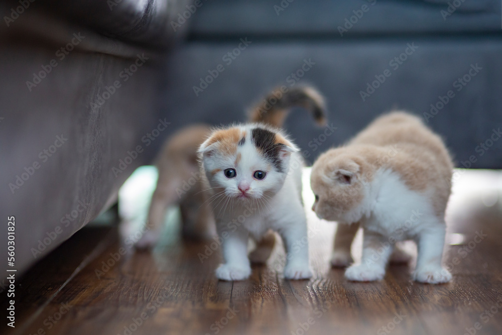 White calico tricolor cat with ginger cat walking on wooden floor. Scottish fold kitten looking something on blurred background. Cute kitten in house.