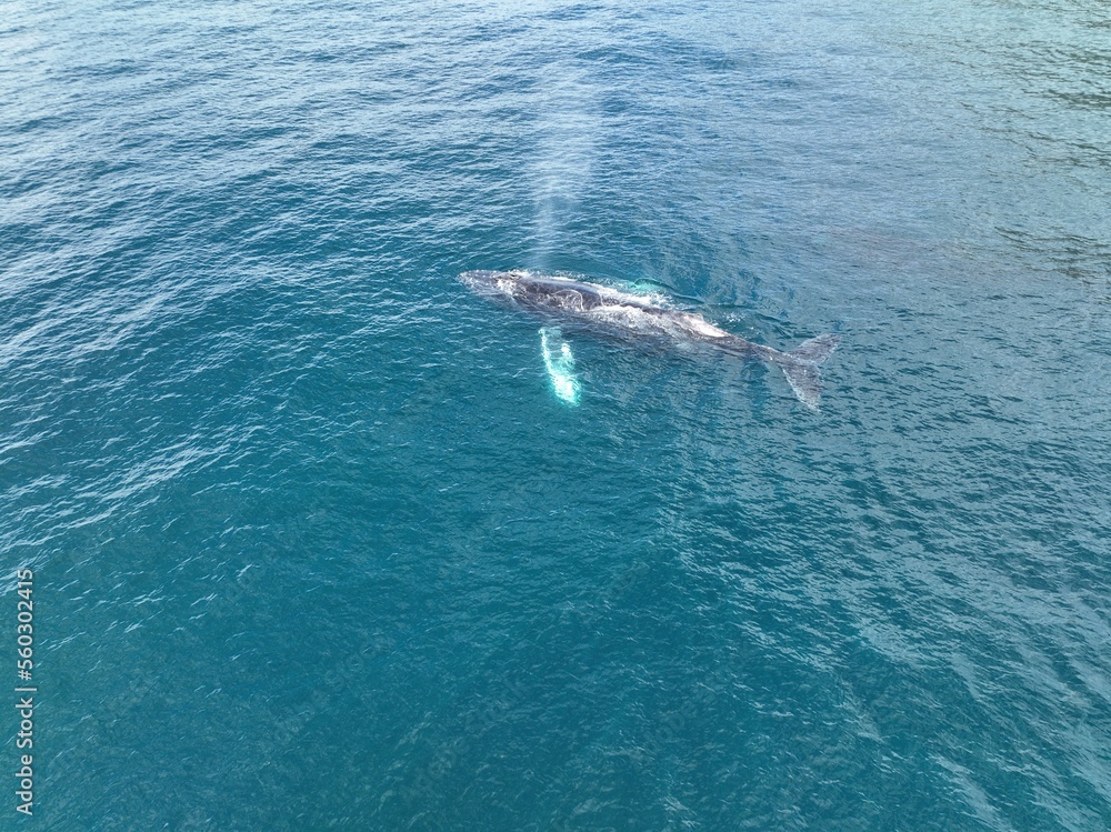 Drone photos of a humpback whale and its baby in Costa Rica Stock Photo