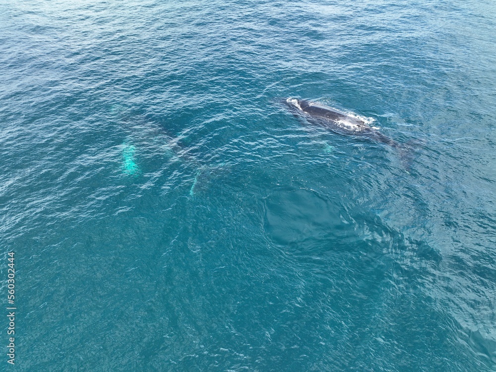 Drone photos of a humpback whale and its baby in Costa Rica Drone photos of a humpback whale and its baby in Costa Rica