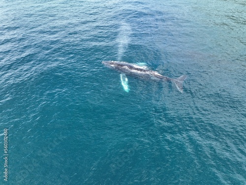 Drone photos of a humpback whale and its baby in Costa Rica