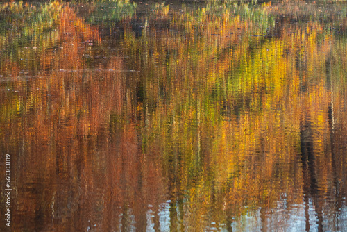 Beautiful Fall Colors Create Reflective Texture Pattern On Lake Surfacee