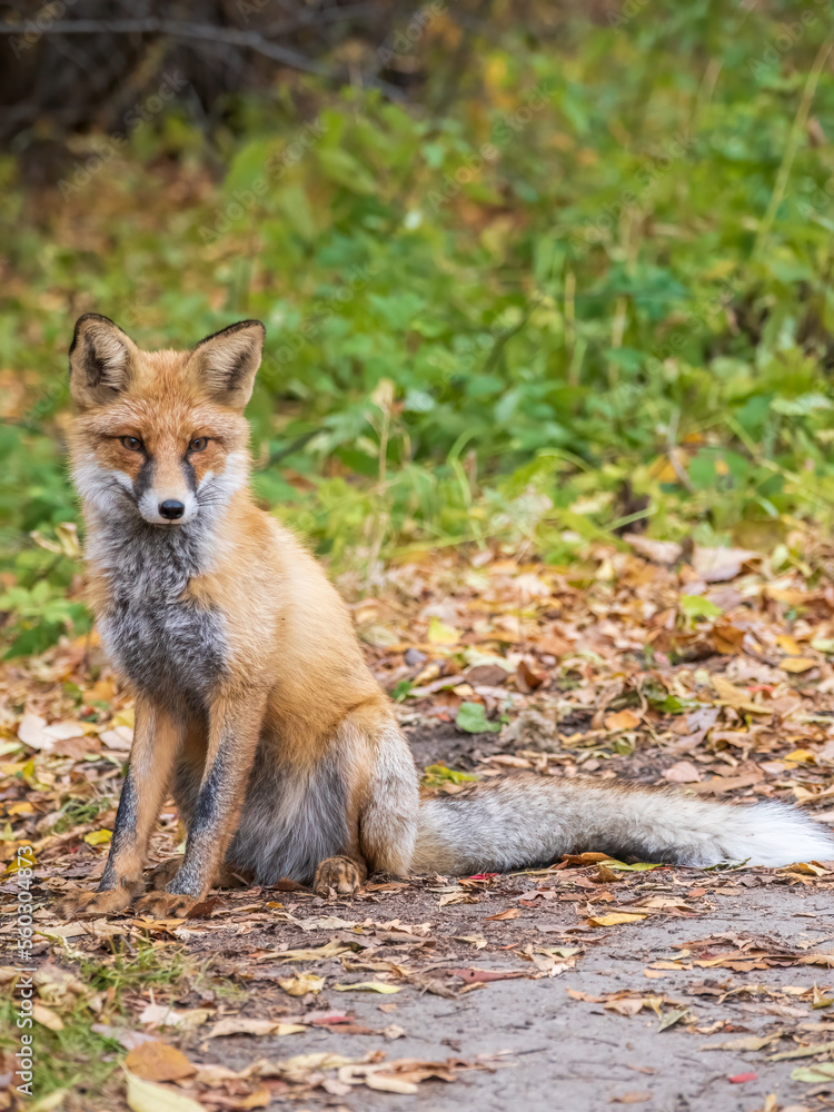 Close up of a red fox Vulpes vulpes, sitting on a path in the forest. Close up of a red fox Vulpes vulpes, sitting on a path in the forest.