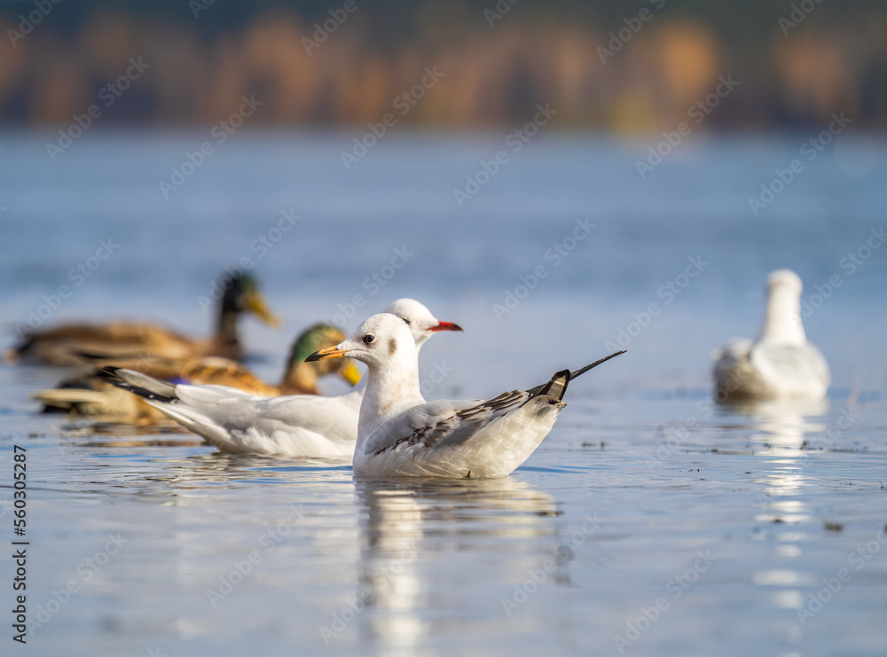 One Seagull, The Black-headed gull, Adult bird in winter plumage, swims on the calm lake shore