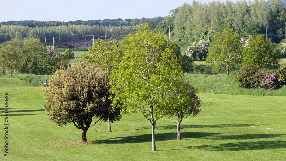 A mix of beautiful trees and plants on the greens at Golf Course Resort in the UK A mix of beautiful trees and plants on the greens at Golf Course Resort in the UK