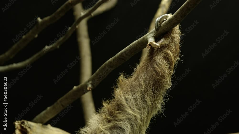 Sloth claw holding onto treebranch - extreme close up Sloth claw holding onto treebranch - extreme close up