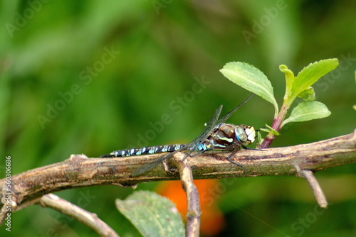 Blue dragonfly perched on a twig in a field in Cotacachi, Ecuador
