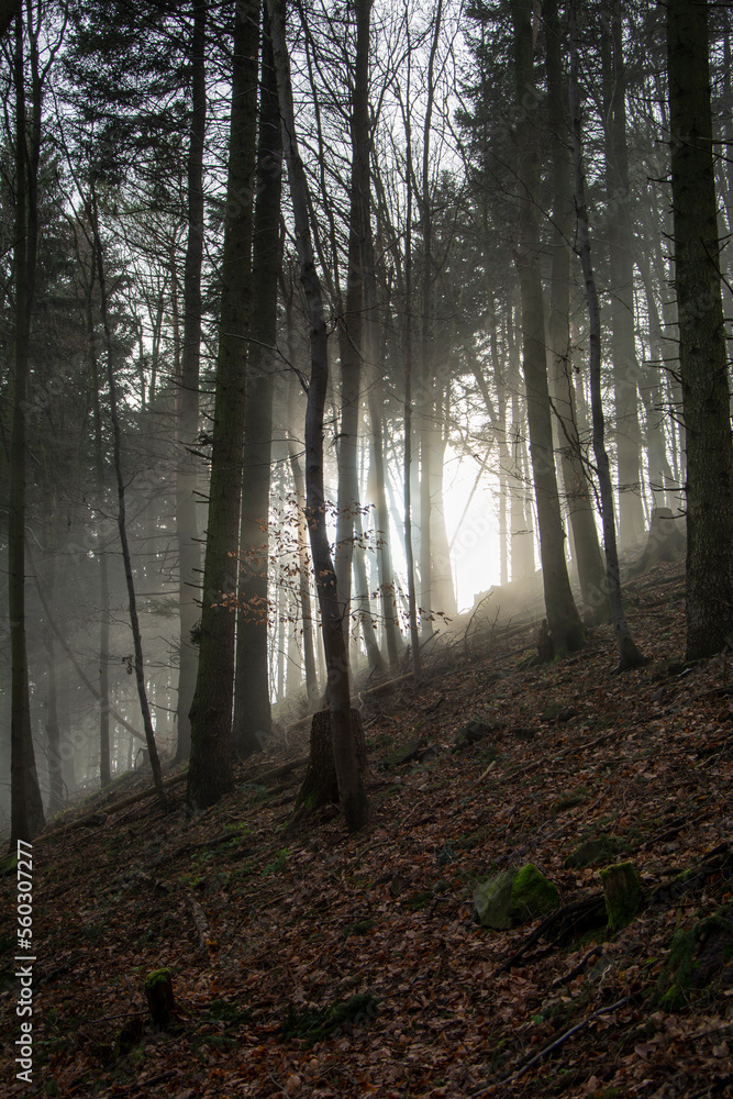 Obraz premium Sun rays coming through the branches in the foggy forest.