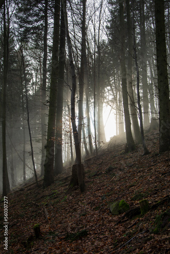 Sun rays coming through the branches in the foggy forest.