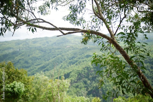 trees in the forest