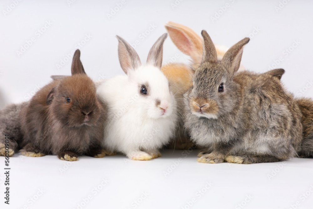 Fototapeta premium portrait group of baby rabbits isolated on white background