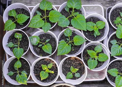 seedlings in a greenhouse, chili plant