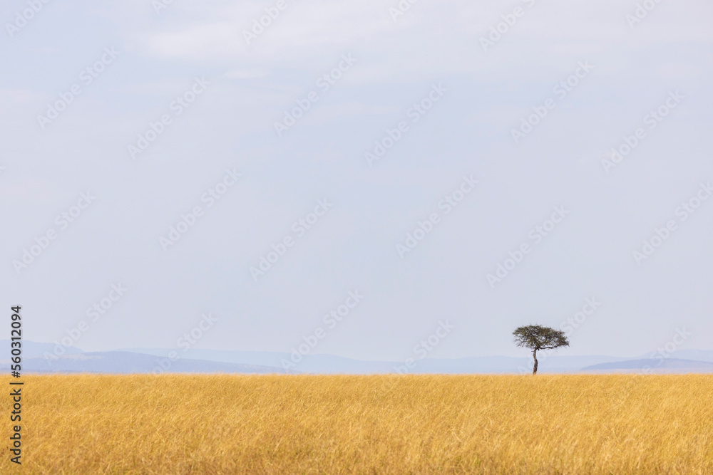 A lonely tree in the Maasai Mara A lonely tree in the Maasai Mara