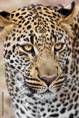Portrait of a leopard in the Maasai Mara © Michael