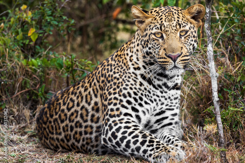 A leopard wakes from a nap in the Maasai Mara