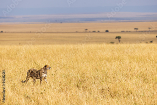 A cheetah looks out over the Maasai Mara