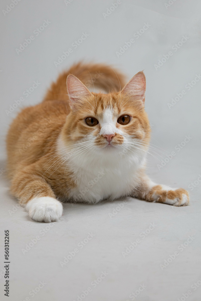 orange and white cat