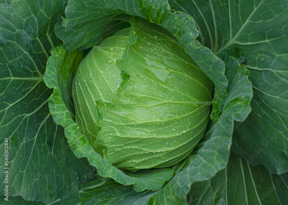 Cabbage maturing heads growing in the farm field Cabbage maturing heads growing in the farm field