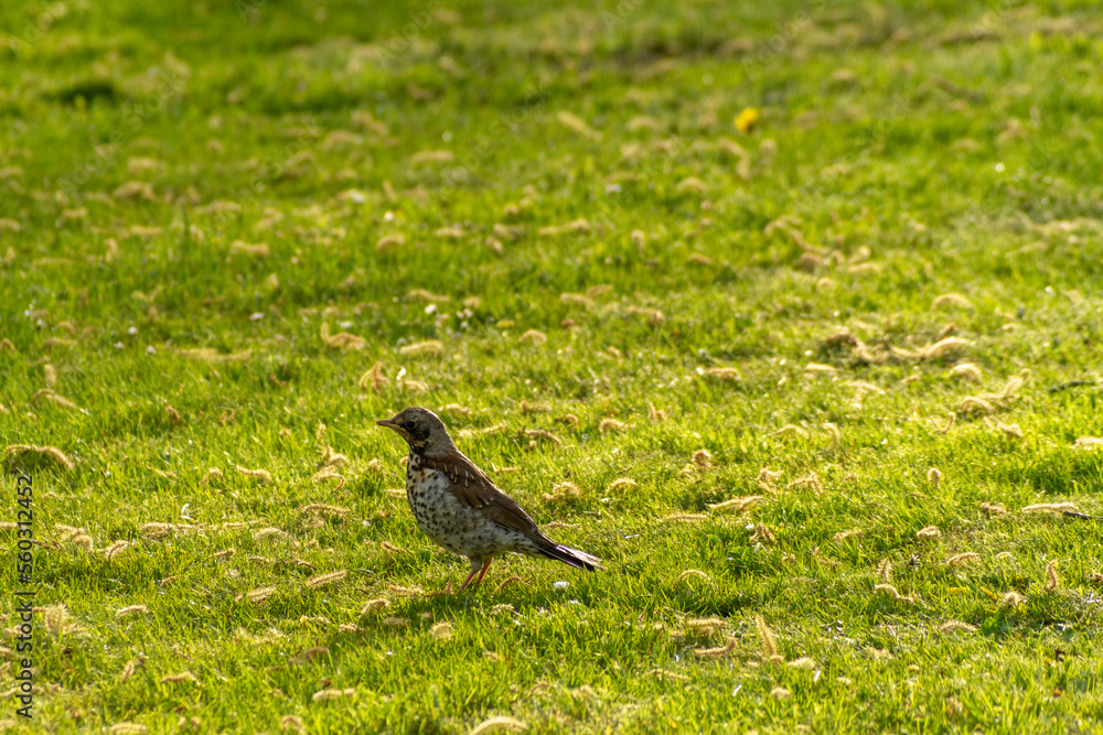 spring season in sirud birds spring season in sirud birds