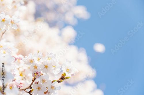 綺麗な桜の花と青空