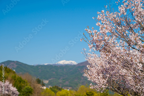 飯島町で見るヒガンザクラと南アルプス