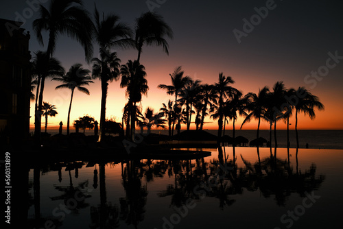 Palm trees reflected on a pool at dawn