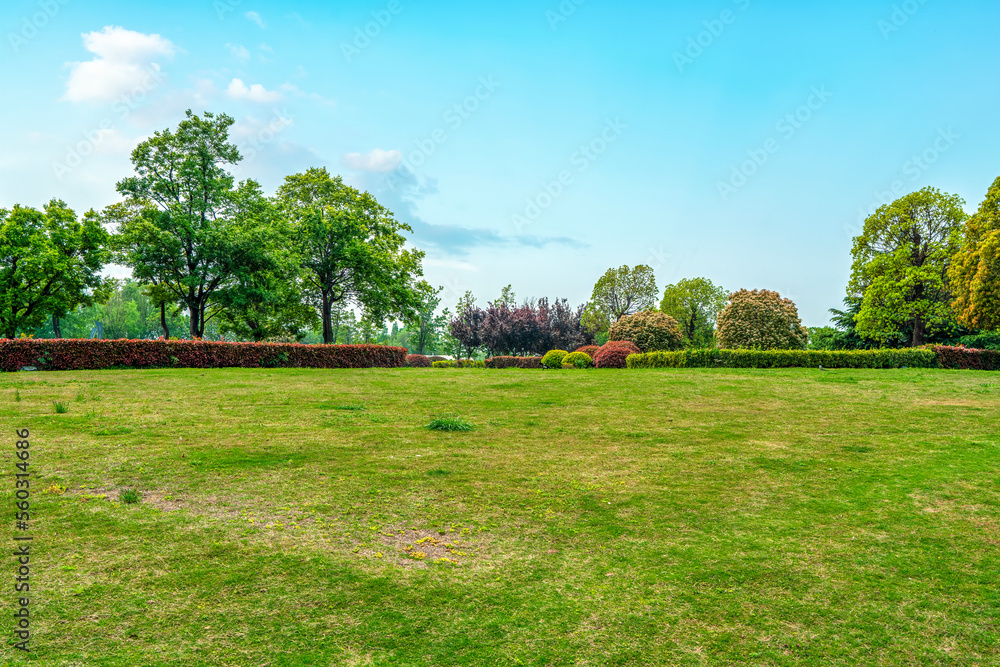 Blue Sky and Grass Green Green Forest Background