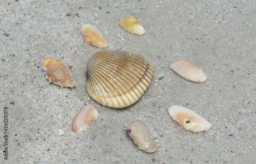 Seashells on sand background in Atlantic coast of North Florida