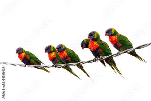 Photography Rainbow lorikeets perched on a wire