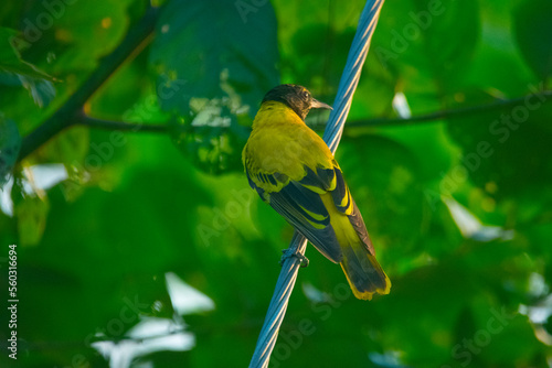 Εκτύπωση καμβά Black hooded oriole