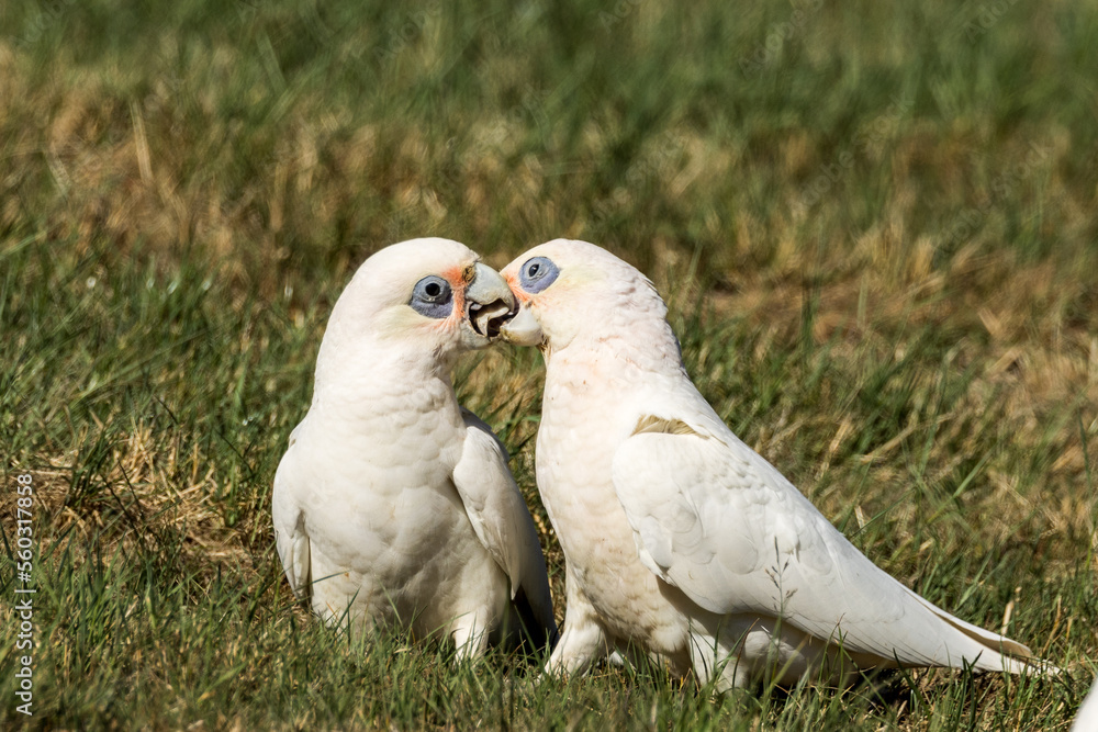 Fototapeta premium Little Corella in Victoria, Australia