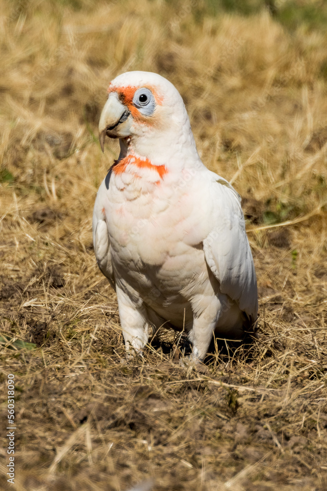 Long-billed Corella in Victoria, Australia Long-billed Corella in Victoria, Australia