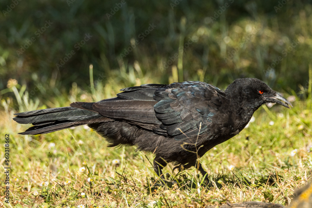 Fototapeta premium White-winged Chough in Victoria, Australia