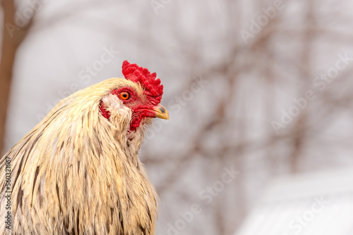 Regal rooster keeping a watchful eye on the situation.