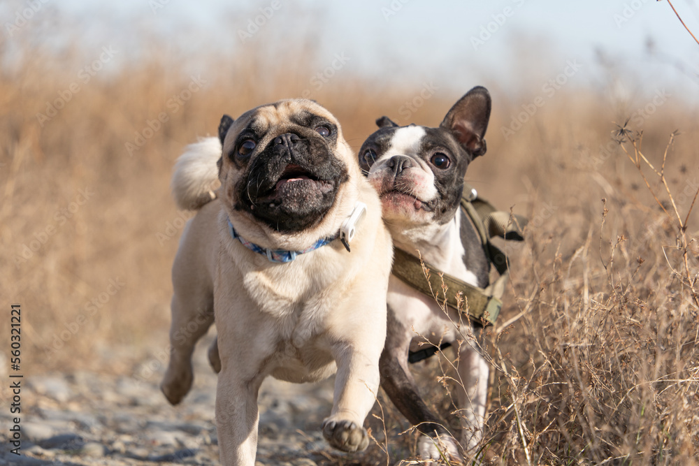 Fototapeta premium Bostonterrier & pug