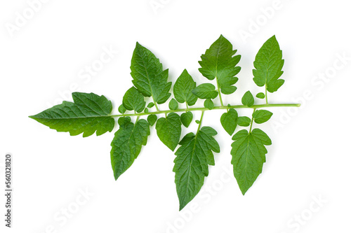 Tomato leaves isolated on white background. The fruits of tomatoes are popular for cooking a variety of dishes including ketchup.