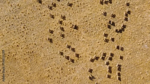 Aerial drone bird's-eye shot of flock of sheep running animals livestock farming industry agriculture pan view trade tourism industry Adelaide South Australia 4K photo