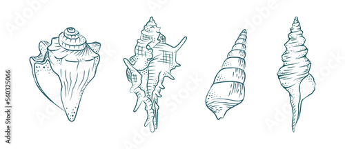 Seashells vector illustration set. Abstract boho sketch doodle style. Illustrations for menu, seafood restaurant design, resort hotel spa, surf boards. Wall Art Print, t shirt, phone case