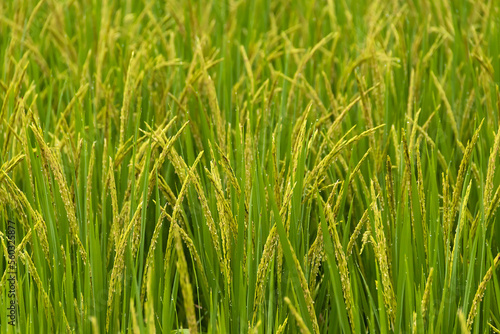 Close up of yellow green rice field rainy season in Thailand.