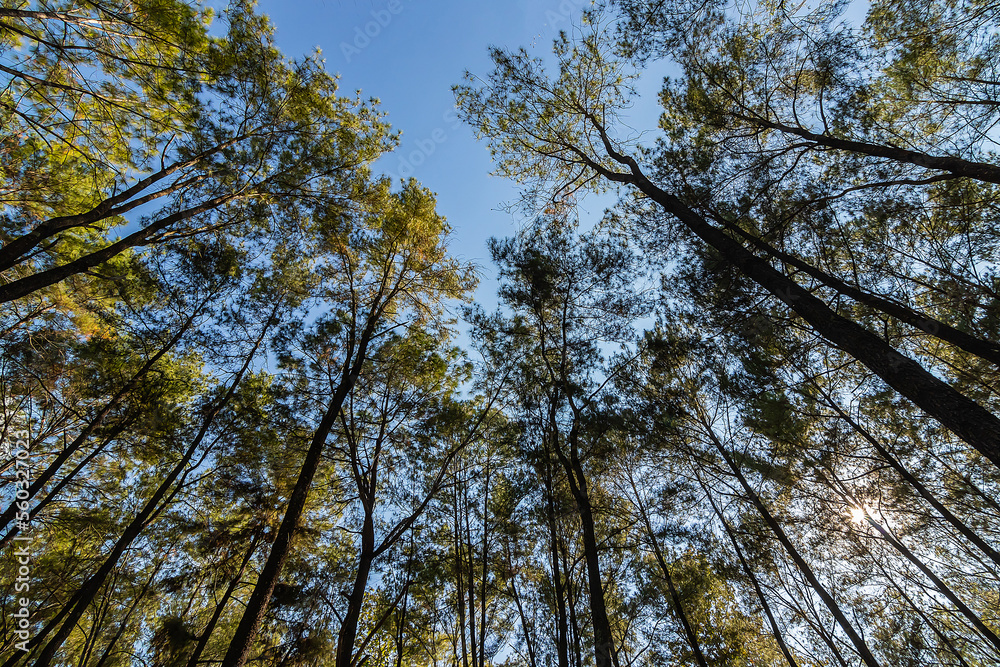 Pine forest nature background blue sky in mountain hill. Pine forest nature background blue sky in mountain hill.
