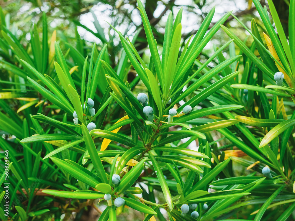 Obraz premium branches and fruits of Podocarpa macrophylla