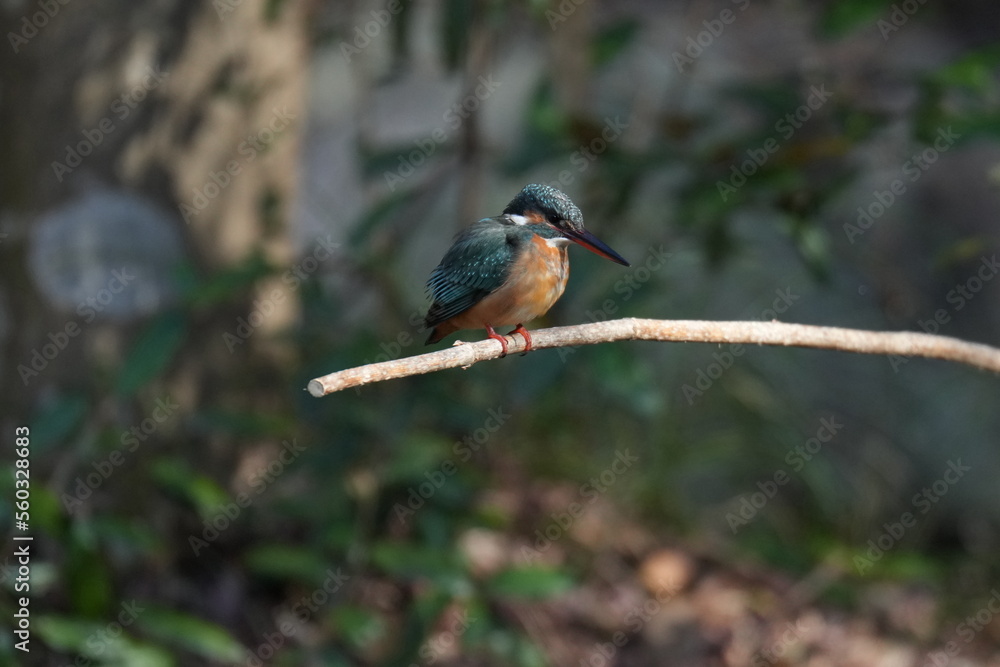 kingfisher is hunting a shrimp kingfisher is hunting a shrimp