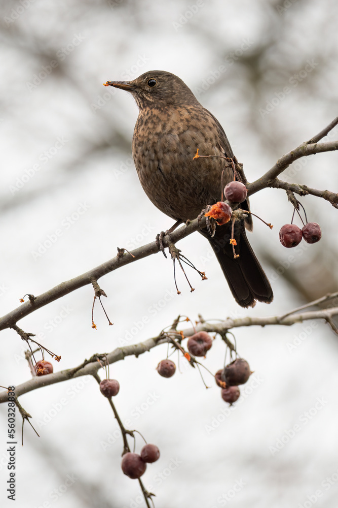 A female blackbird on a tree with devil's apples. A female blackbird on a tree with devil's apples.