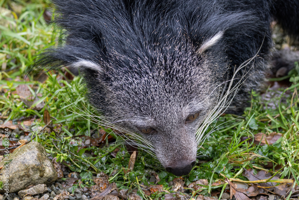 Naklejka premium Animal head binturong outdoors bred.