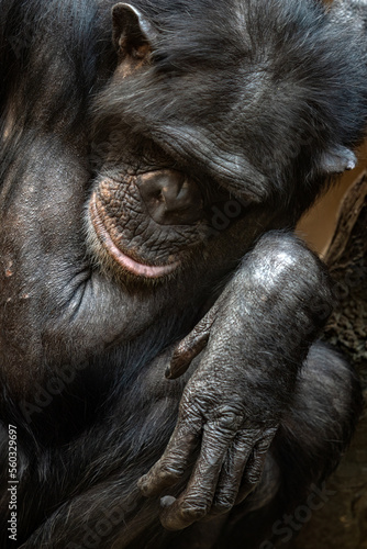 Cape Guinean chimpanzee bred in captivity.