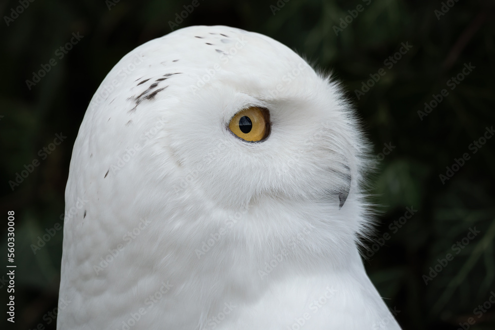 Fototapeta premium Snowy owl outdoors in nature.