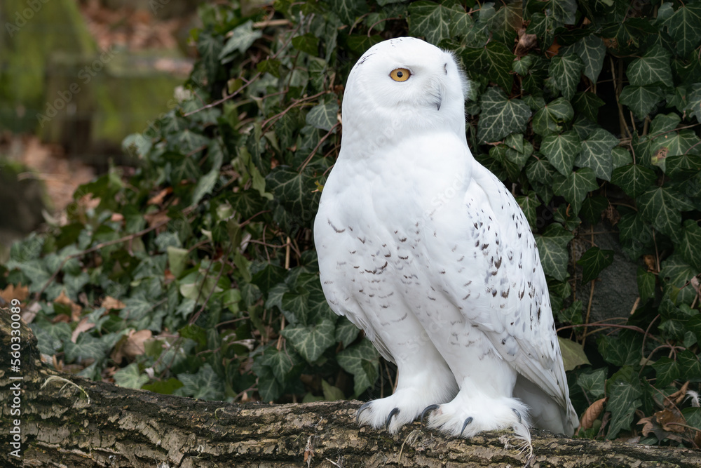 Fototapeta premium Snowy owl outdoors in nature.